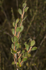 Melaleuca acutifolia