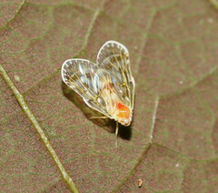 Saccharodite chrysonoe