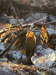 Laminaria setchellii