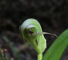 Pterostylis areolata