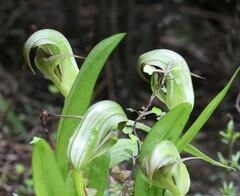 Pterostylis areolata