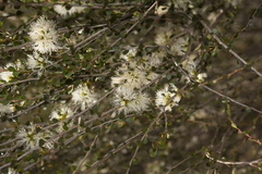 Melaleuca acutifolia