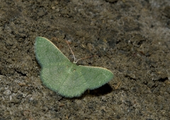 Phaiogramma faustinata