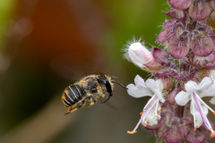 Pseudoanthidium repetitum