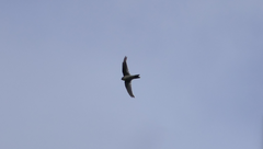 Aerodramus terraereginae
