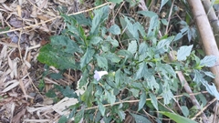 Strobilanthes flexicaulis