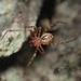 Theridion zantholabio - Photo (c) Zachary Robertson, some rights reserved (CC BY-NC), uploaded by Zachary Robertson