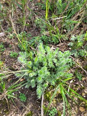 Xiphotheca lanceolata