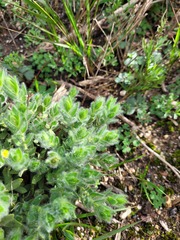 Xiphotheca lanceolata