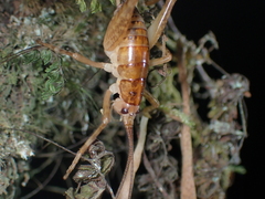 Talitropsis