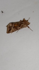 Autographa jota