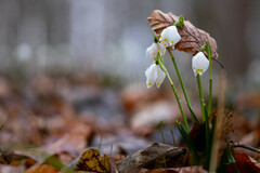 Leucojum vernum