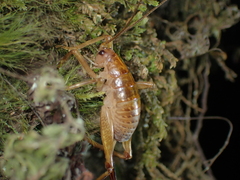 Talitropsis