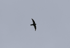 Aerodramus terraereginae