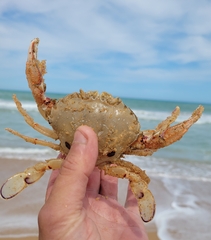 Ovalipes australiensis