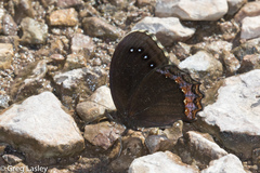 Gyrocheilus patrobas