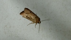 Agrotis exclamationis