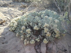 Eriogonum shockleyi