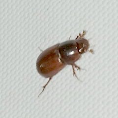 Aphodiini