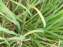 Conocephalus bilineatus