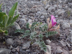 Astragalus chamaeleuce
