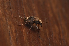 Araecerus