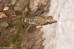 Chlosyne cyneas