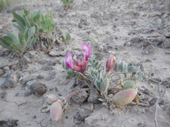 Astragalus chamaeleuce