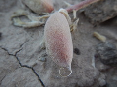 Astragalus chamaeleuce