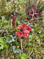 Indigofera procumbens