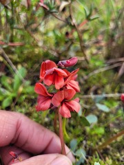 Indigofera procumbens