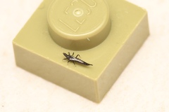 Phlaeothripidae