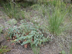 Astragalus lentiginosus