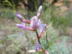 Astragalus lentiginosus
