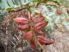 Astragalus lentiginosus