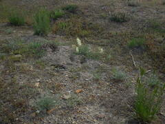 Astragalus praelongus