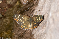 Chlosyne cyneas