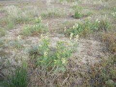 Astragalus praelongus