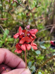 Indigofera procumbens