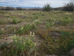 Astragalus praelongus