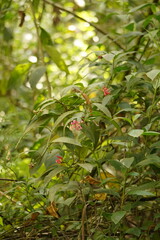 Cestrum elegans
