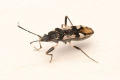 Rhyparochromidae