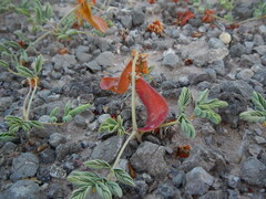 Hoffmannseggia repens