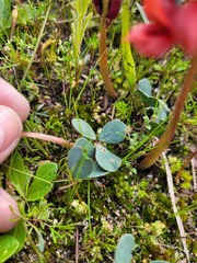 Indigofera procumbens