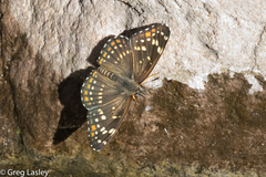 Chlosyne cyneas