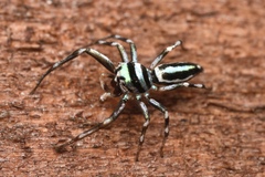 Cosmophasis micarioides