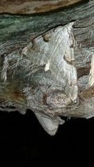 Aplocera praeformata