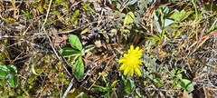 Sonchus novae-zelandiae