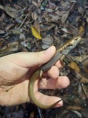 Silvascincus murrayi