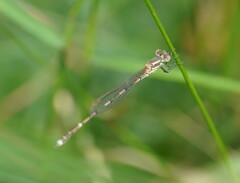 Austrolestes leda